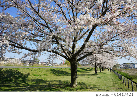 大堀川の桜＜千葉県柏市2019年4月＞ 61417421