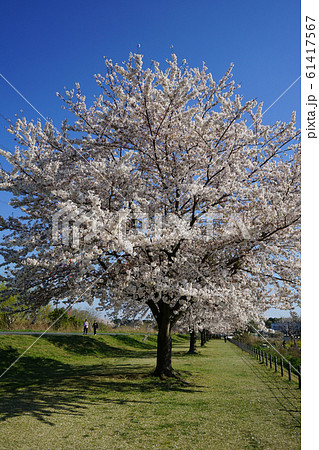 大堀川の桜＜千葉県柏市2019年4月＞ 61417567