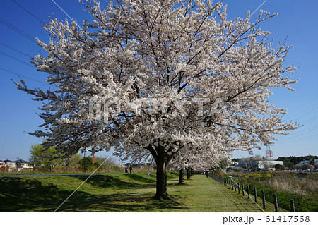 大堀川の桜<千葉県柏市2019年4月> 大堀川の桜<千葉県柏市2019年4月> 61417568