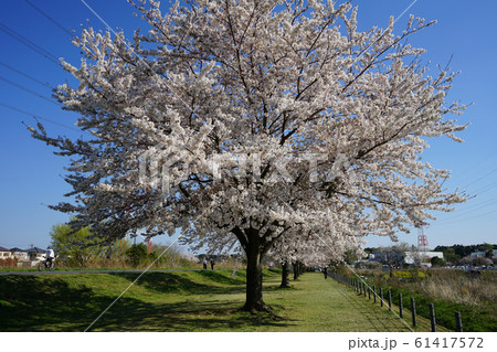 大堀川の桜＜千葉県柏市2019年4月＞ 61417572