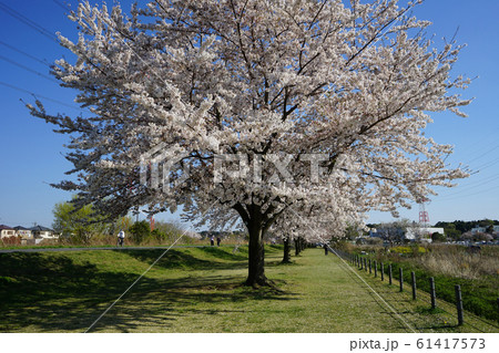 大堀川の桜<千葉県柏市2019年4月> 大堀川の桜<千葉県柏市2019年4月> 61417573