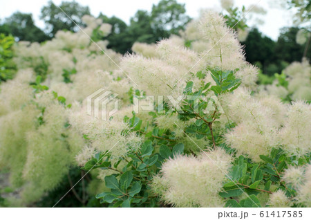 スモークツリー 61417585