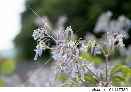 クサボタン 61417586