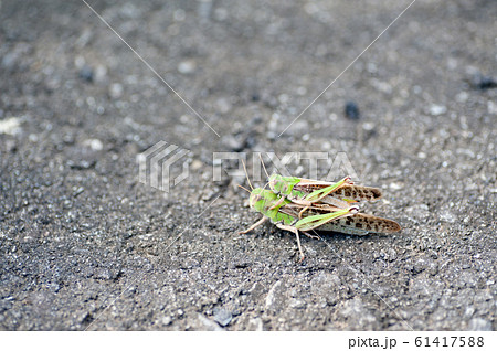 おんぶバッタ 61417588