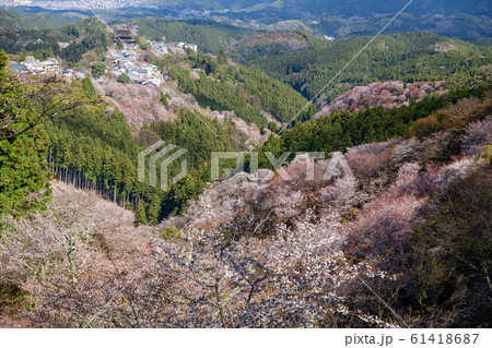 奈良県吉野山の桜(中千本) 奈良県吉野山の桜(中千本) 61418687