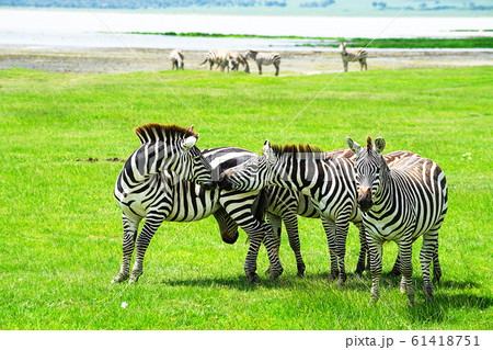 Zebra in Ngorongoro Conservation Area, Tanzania. 61418751