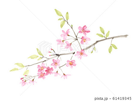 Sakura ink painting Aya ink painting - Stock Illustration