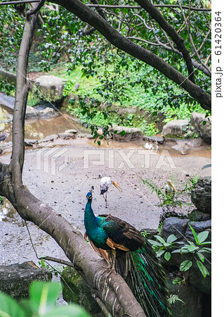 Peacock sitting on the branch of tropical tree Peacock sitting on the branch of tropical tree 61420364