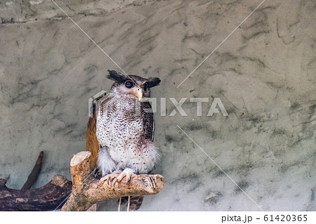 The barred eagle-owl The barred eagle-owl 61420365