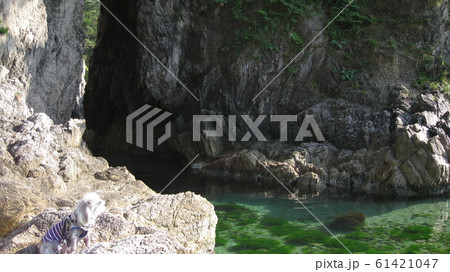 笹川流れ眼鏡岩の洞窟と犬と海中の海草 笹川流れ眼鏡岩の洞窟と犬と海中の海草 61421047