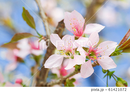 淡いピンクが可憐な十月桜 61421072