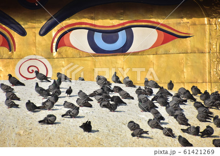 ネパールのカトマンドゥ　世界遺産のボダナート寺院　顔が描かれた仏塔と周りに集まる鳩の群れ 61421269