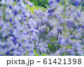 満開の藤 61421398
