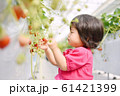 いちご苺狩りをする女の子 61421399