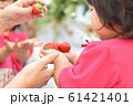 いちご狩りで手のひらに苺を乗せてもらう女の子 61421401