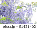 満開の藤 61421402