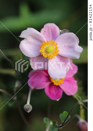シュウメイギクの花 61422154