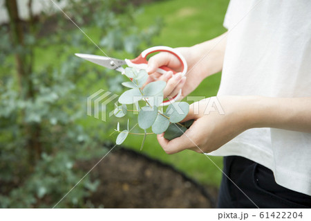 ユーカリの剪定 61422204