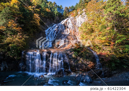 白山白川郷ホワイトロードの紅葉 61422304