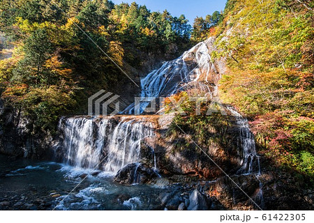 白山白川郷ホワイトロードの紅葉 61422305