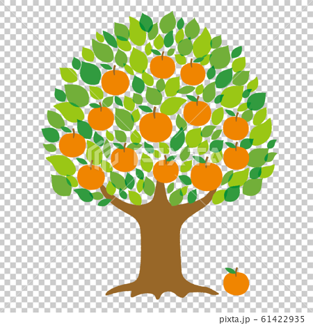 オレンジの木のイラスト素材