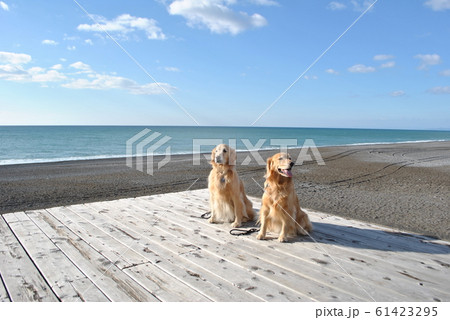 高知の青い海に犬たち 高知の青い海に犬たち 61423295