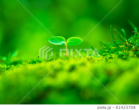 植物の芽生え 植物の芽生え 61423708
