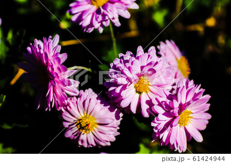 ピンクの花 ピンクの花 61424944