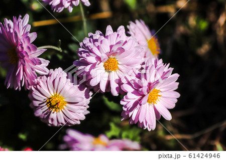 ピンクの花 ピンクの花 61424946