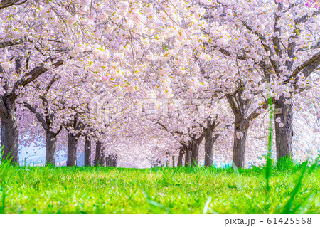 千曲川桜堤　八重桜　桜並木　【長野県】 61425568