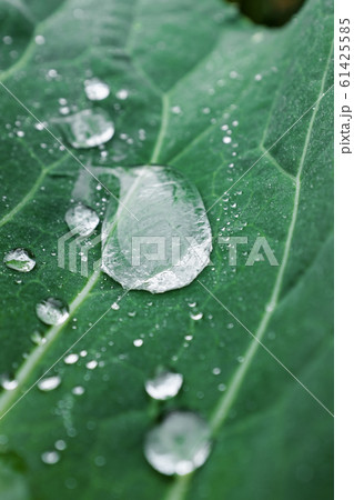 Green leaf with a large drop of dew. Natural, 61425585