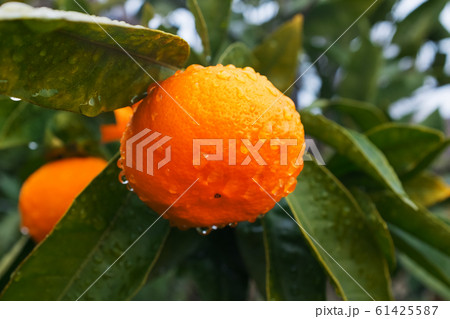 Juicy ripe Tangerine on a branch in a green garden Juicy ripe Tangerine on a branch in a green garden 61425587