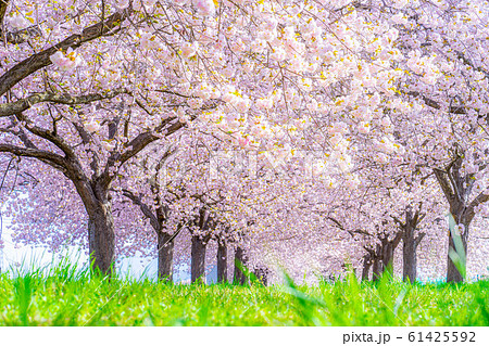 千曲川桜堤 八重桜 桜並木 【長野県】 千曲川桜堤 八重桜 桜並木 【長野県】 61425592