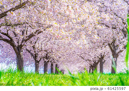 千曲川桜堤 八重桜 桜並木 【長野県】 千曲川桜堤 八重桜 桜並木 【長野県】 61425597