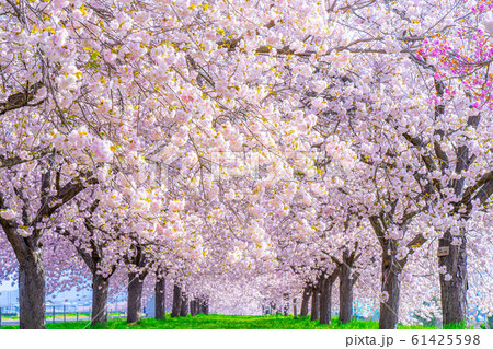 千曲川桜堤 八重桜 桜並木 【長野県】 千曲川桜堤 八重桜 桜並木 【長野県】 61425598
