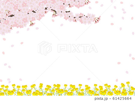満開の桜と菜の花畑 61425664