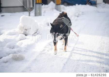 黒柴犬と雪の道 61426290