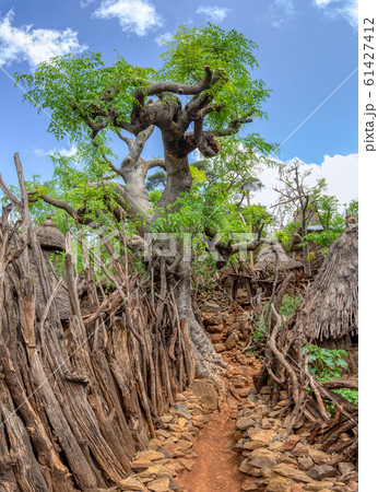 fantastic walled village tribes Konso, Ethiopia fantastic walled village tribes Konso, Ethiopia 61427412