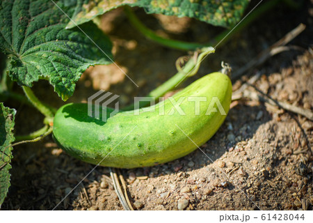 Cucumber plant in the garden wait harvest - Fresh Cucumber plant in the garden wait harvest - Fresh 61428044