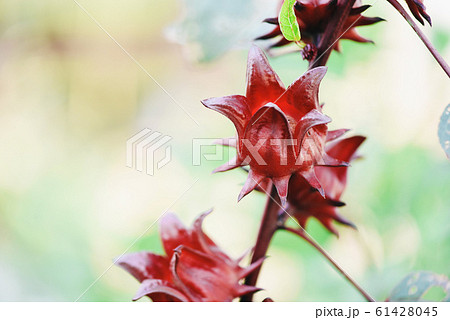 Red roselle for health drink natural herbs , Red roselle for health drink natural herbs , 61428045