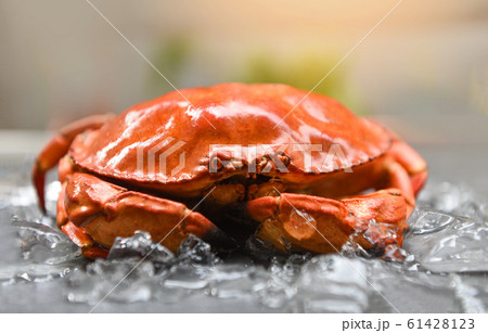 Red crabs on ice - Close up of stone crab steamed 61428123