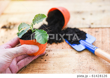 Hand planting flowers in pot with soil on wooden Hand planting flowers in pot with soil on wooden 61428126