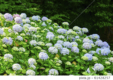 アジサイ 太宗社 太宗台 61428257