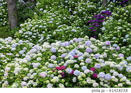 アジサイ 太宗社 太宗台 61428258