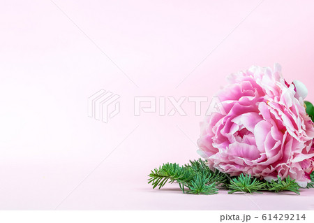 Beautiful bouquet flowers from peonies decorated with coniferous branches. Copy space. 61429214