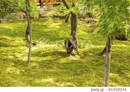 純和風 新発田市の清水園 純和風 新発田市の清水園 61429241