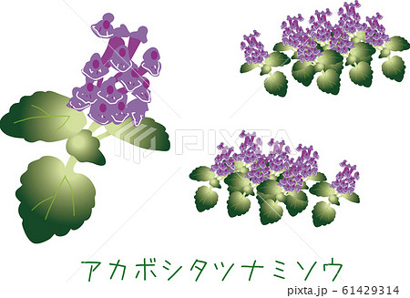 南国 奄美 植物 希少種 アカボシタツナミソウのイラスト素材