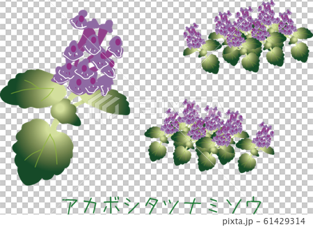 Tropical Amami plants rare species Tropical Amami plants rare species 61429314