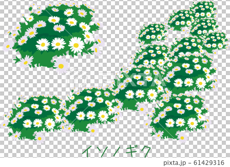 南国 奄美 植物 希少種 イソノギクのイラスト素材