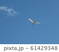 羽ばたくシラサギ 61429348